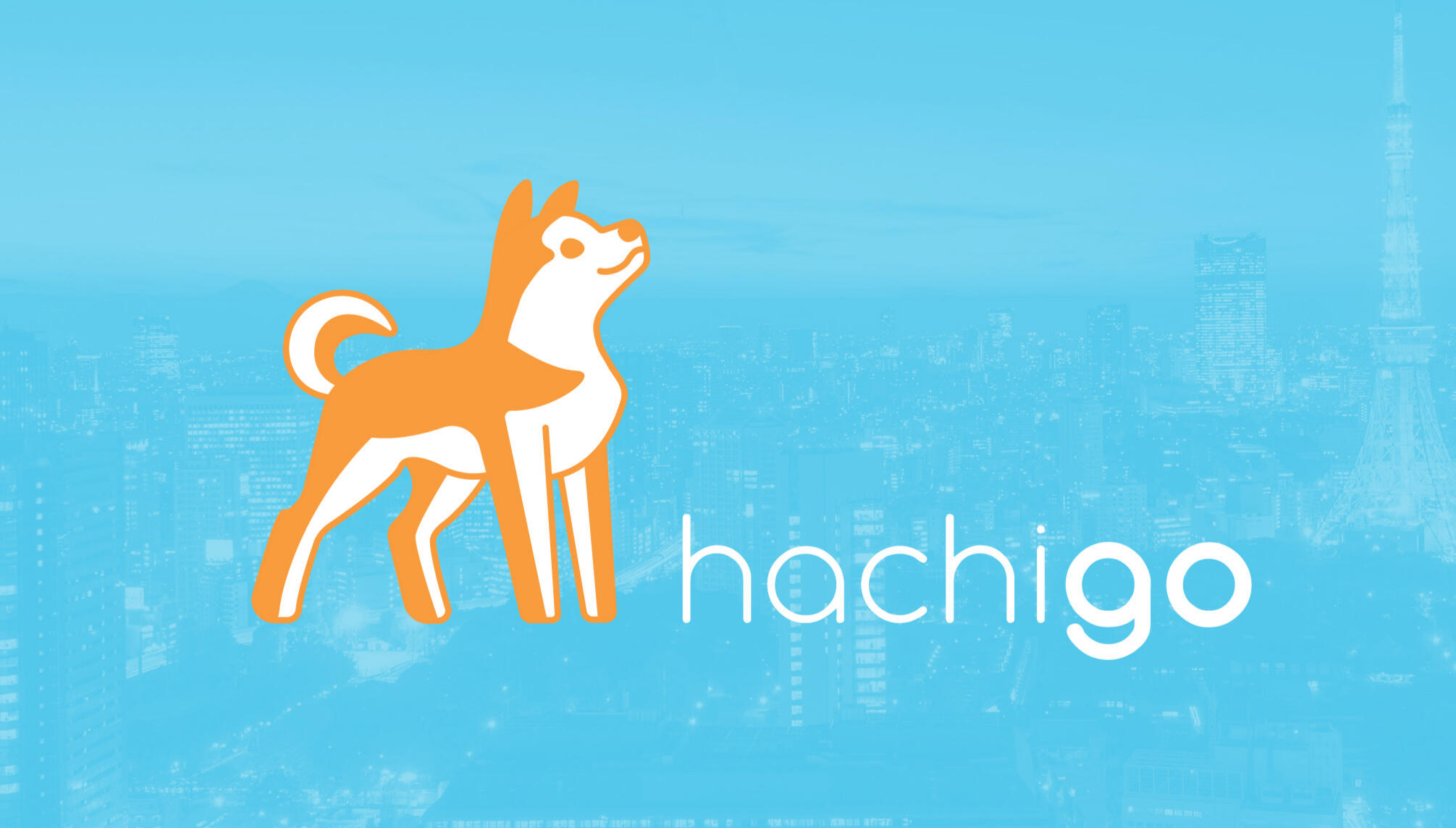 hachigo hachigo